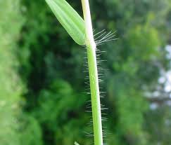 Attēlu rezultāti vaicājumam “Cribraria splendens stalked”