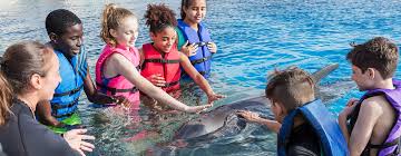 Image result for Adventure Dolphin