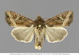 Attēlu rezultāti vaicājumam “Celaena leucostigma”