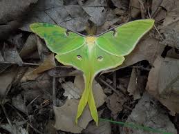 Attēlu rezultāti vaicājumam “Lepidoptera”