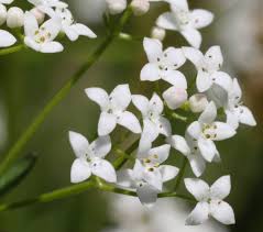 Attēlu rezultāti vaicājumam “Galium palustre”