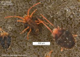 Attēlu rezultāti vaicājumam “Bryobia praetiosa”