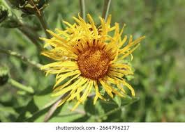Image result for Inula helenium