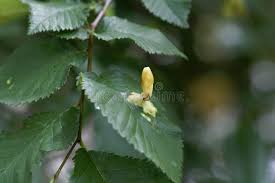 Attēlu rezultāti vaicājumam “Tetraneura ulmi”