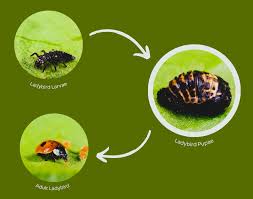 Attēlu rezultāti vaicājumam “Adalia bipunctata larva”