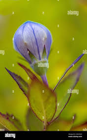 Attēlu rezultāti vaicājumam “Campanula persicifolia bud”