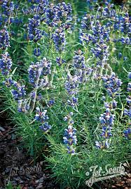 Attēlu rezultāti vaicājumam “Dracocephalum ruyschiana fruit”