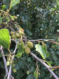 Attēlu rezultāti vaicājumam “Alnus glutinosa fruit”