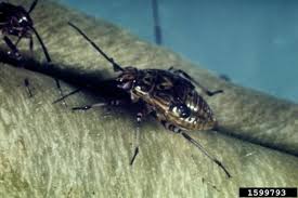 Attēlu rezultāti vaicājumam “Lygus nymph”