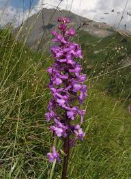 Attēlu rezultāti vaicājumam “Gymnadenia conopsea bud”