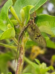 Attēlu rezultāti vaicājumam “Ephemera vulgata”