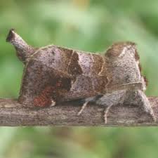 Attēlu rezultāti vaicājumam “Clostera pigra”