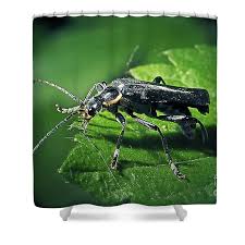 Attēlu rezultāti vaicājumam “Cantharis obscura”