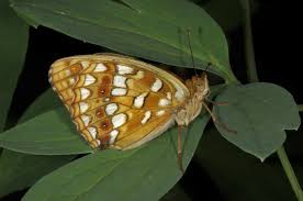 Attēlu rezultāti vaicājumam “Argynnis adippe underside”