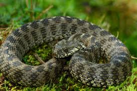 Attēlu rezultāti vaicājumam “Natrix natrix”