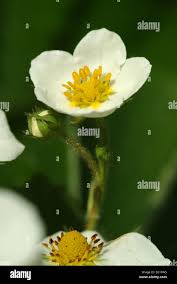 Attēlu rezultāti vaicājumam “Fragaria moschata flower”