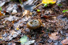 Attēlu rezultāti vaicājumam “Lactarius necator”