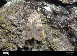 Attēlu rezultāti vaicājumam “Agrochola litura”