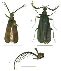Attēlu rezultāti vaicājumam “Pyrochroidae imago”