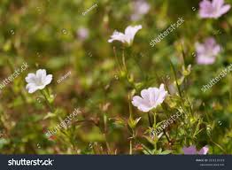 Attēlu rezultāti vaicājumam “Geranium bohemicum”