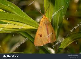 Attēlu rezultāti vaicājumam “Diacrisia sannio female”