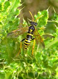 Attēlu rezultāti vaicājumam “Tenthredo scrophulariae”