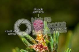 Attēlu rezultāti vaicājumam “Pinus sylvestris female flower”