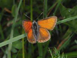 Attēlu rezultāti vaicājumam “Lycaena hippothoe underside”
