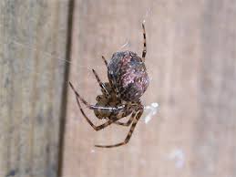 Attēlu rezultāti vaicājumam “Metellina merianae”