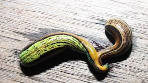 Attēlu rezultāti vaicājumam “Hirudinea”