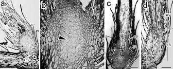 Attēlu rezultāti vaicājumam “Acaulon muticum sporophyte”