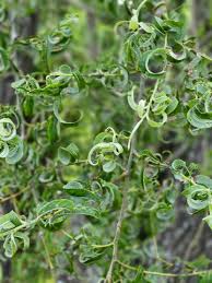 Attēlu rezultāti vaicājumam “Chionaspis salicis imago”