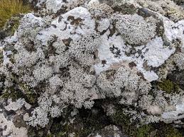 Attēlu rezultāti vaicājumam “Hertelidea botryosa”