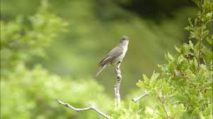 Image result for Hippolais olivetorum