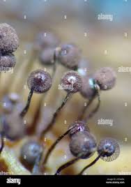 Attēlu rezultāti vaicājumam “Cribraria cancellata macro”