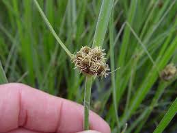Attēlu rezultāti vaicājumam “Bolboschoenus maritimus”