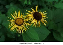 Attēlu rezultāti vaicājumam “Telekia speciosa bud”