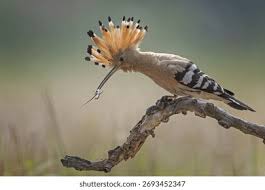 Attēlu rezultāti vaicājumam “Upupa epops adult”