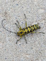 Attēlu rezultāti vaicājumam “Saperda scalaris”