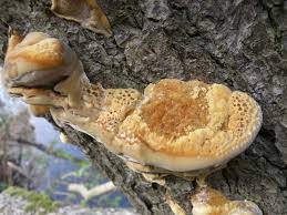 Attēlu rezultāti vaicājumam “Inonotus radiatus”