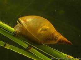 Attēlu rezultāti vaicājumam “Lymnaeidae”