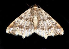 Attēlu rezultāti vaicājumam “Macaria alternata”