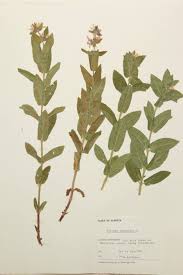 Attēlu rezultāti vaicājumam “Labiatae”