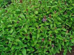 Attēlu rezultāti vaicājumam “Prunella vulgaris leaf”