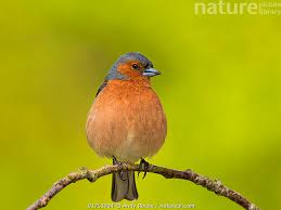 Attēlu rezultāti vaicājumam “Fringilla coelebs”