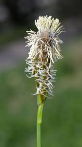 Attēlu rezultāti vaicājumam “Carex caryophyllea flower”