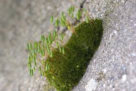 Attēlu rezultāti vaicājumam “Weissia brachycarpa”