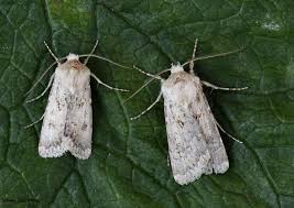 Attēlu rezultāti vaicājumam “Agrotis ripae”