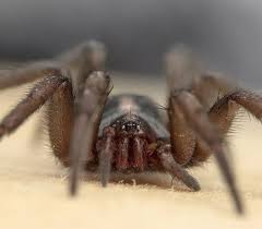 Attēlu rezultāti vaicājumam “Gnaphosidae”