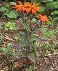 Attēlu rezultāti vaicājumam “Silene x arkwrightii Vesuvius flower”